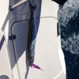 The first marlin we caught that Stewart threw back into the sea.