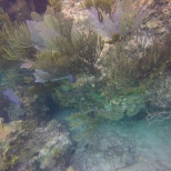 Coral at the Grotto